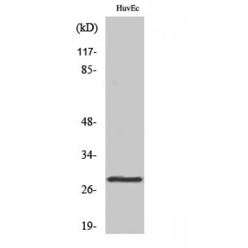 YWHAQ / 14-3-3 Theta Antibody (10-90 aa, Internal)