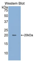 HIF1A / HIF1 Alpha Antibody (aa641-810, APC)