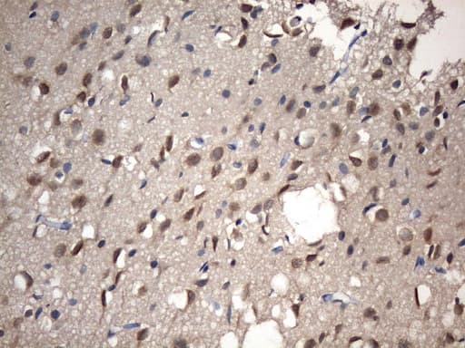NUP43 Antibody (aa1-253, clone OTI6F8)