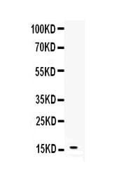 Leptin Antibody