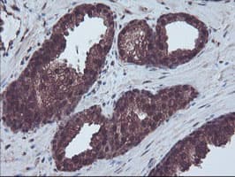 RNH1 Antibody (clone OTI2B1, Carrier-free)