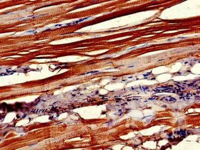 CNTFR Antibody