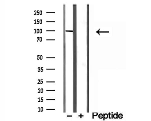 MCM10 Antibody