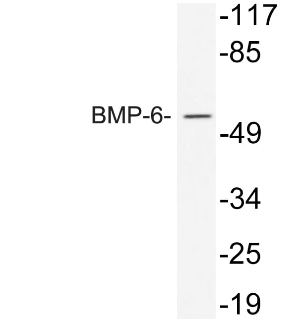 BMP6 Antibody (aa103-152)