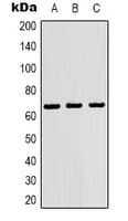 RELA / NFKB p65 Antibody