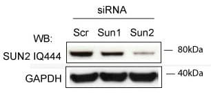 Polyclonal Rabbit anti-Mouse UNC84B / SUN2 Antibody (IF, WB)