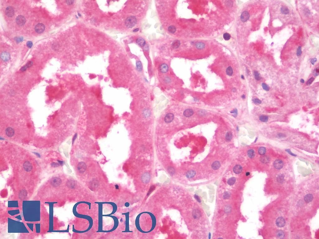 IHC-plus™ 4E-BP2 / EIF4EBP2 Antibody (aa87-115)