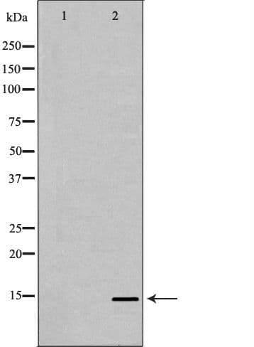 PHPT1 Antibody