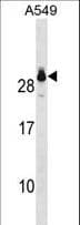 IHC-plus™ GSTT2 Antibody (aa113-141)
