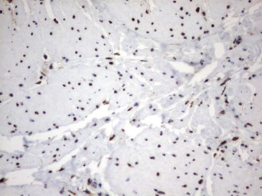 MLF1 Antibody (clone UMAB138)