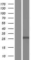 Human TMEM127 Protein (Over-Expression Lysate Myc-DDK (Flag))