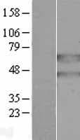 PANK2 Protein (Over-Expression Lysate Myc-DDK (Flag))