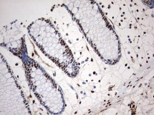 MLF1 Antibody (clone UMAB138, Carrier-free)