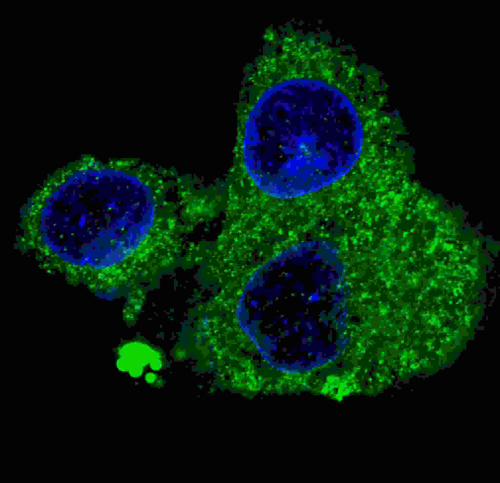 FASN / Fatty Acid Synthase Antibody (aa942-973)