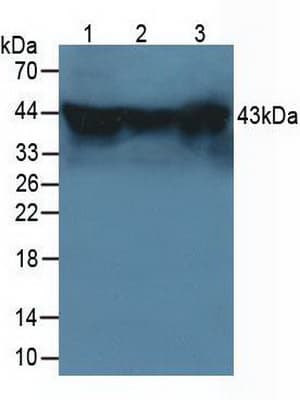 HSPBP1 Antibody (aa209-354)