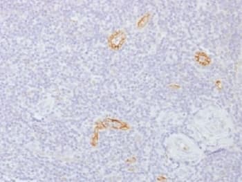GJB1 / CX32 / Connexin 32 Antibody (clone GJB1/1753)