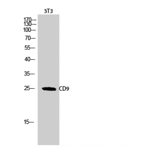 CD9 Antibody (70-150 aa, Internal)