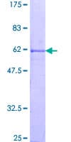 Human CCNG1 / Cyclin G1 Protein (Recombinant GST)