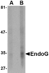 IHC-plus™ Endonuclease G / ENDOG Antibody (clone 7F2G10)