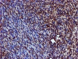 SPR Antibody (clone OTI2C6)