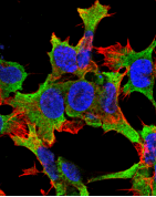 Monoclonal Mouse anti-Human PTPRF Antibody (clone S165-38, IF, WB)