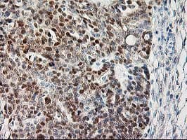 CAPN9 / Calpain 9 Antibody (clone OTI3G10, Carrier-free)