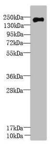 Polyclonal Rabbit anti-Human UBR2 Antibody
