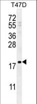 Polyclonal Rabbit anti-Human LCE1A Antibody (aa54-83, IHC, WB)