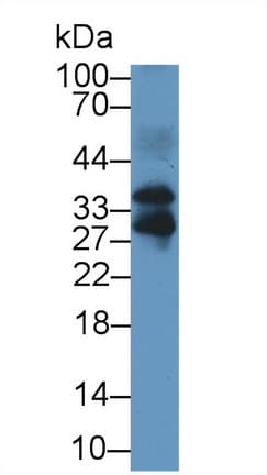FSTL3 / FLRG Antibody (aa24-256, PE)