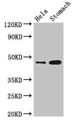 GFRAL Antibody