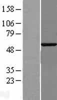 G3BP2 Protein (Over-Expression Lysate Myc-DDK (Flag))