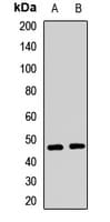 APOBEC3B Antibody