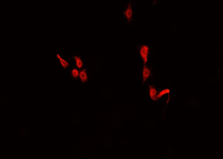 C/EBP Epsilon / CEBPE Antibody