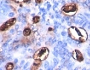 Monoclonal Mouse anti-Human Sialylated Lewis a / CA 19-9 Antibody (clone SPM588, IHC, IF)