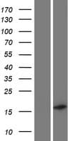 C19orf12 Protein (Over-Expression Lysate Myc-DDK (Flag))