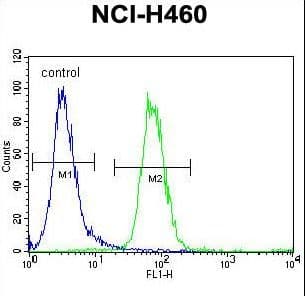 FOXD4L1 / FOXD5 Antibody (aa1-30)