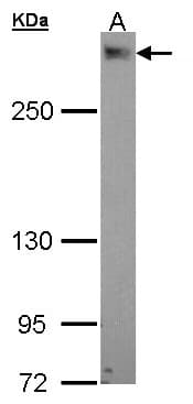 Polyclonal Rabbit anti-Human PDZD2 Antibody (aa1-44, WB)