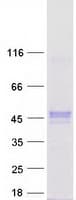 Human ZNF784 Protein (Recombinant Myc-DDK (Flag))