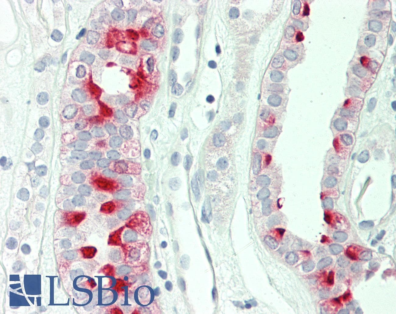 Monoclonal Mouse anti-Human ATP6V1F Antibody (clone 5F10, Carrier-free, IHC, IF, WB)