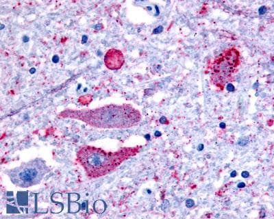 PathPlus™ Polyclonal Rabbit anti-Human NPBWR2 / GPR8 Antibody (N-Terminus, IHC)
