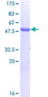 Human PRDX3 / Peroxiredoxin 3 Protein (Recombinant GST)