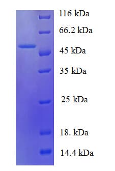 Bacillus subtilis mdh / Malate Dehydrogenase Protein (Recombinant His)