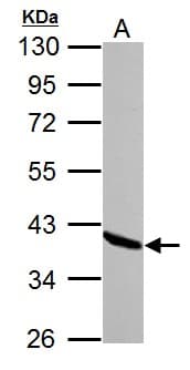 ANXA1 / Annexin A1 Antibody (aa1-228)