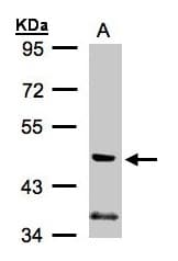 PIK3R3 / p85 Gamma Antibody (aa192-427)