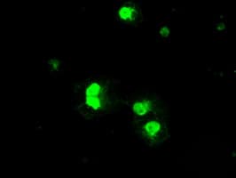 Monoclonal Mouse anti-Human PRKY Antibody (clone OTI4G7, Carrier-free, IHC, IF, WB)