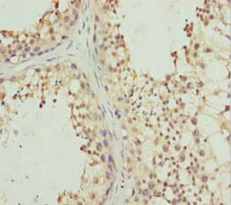 Polyclonal Rabbit anti-Human PIWIL1 / PIWI Antibody (IHC)
