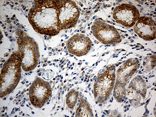 RPL7A / Ribosomal Protein L7a Antibody (aa2-266, clone OTI3C5, Carrier-free)