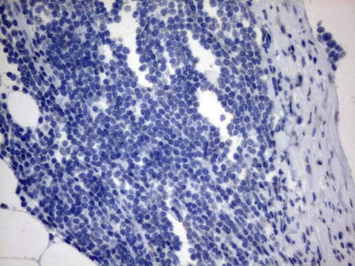 MLF1 Antibody (clone UMAB138, Carrier-free)