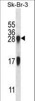 IL32 Antibody (aa24-53)