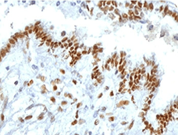 TLE1 / TLE 1 Antibody (clone TLEP1-1, Azide-free, BSA-free)
